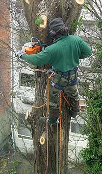 TREEMAN FREEMAN • Baumpflege • Fällung • Sanierung